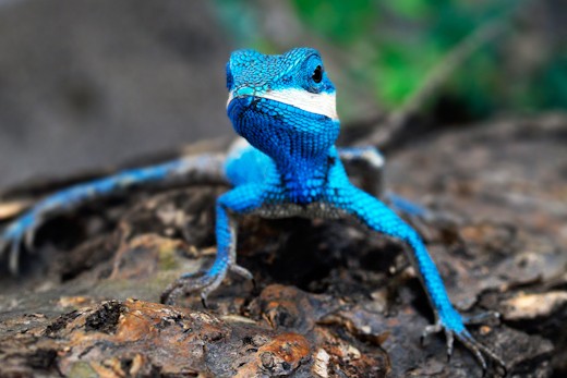 Blue lizzard, showed itself near a town for some food. 