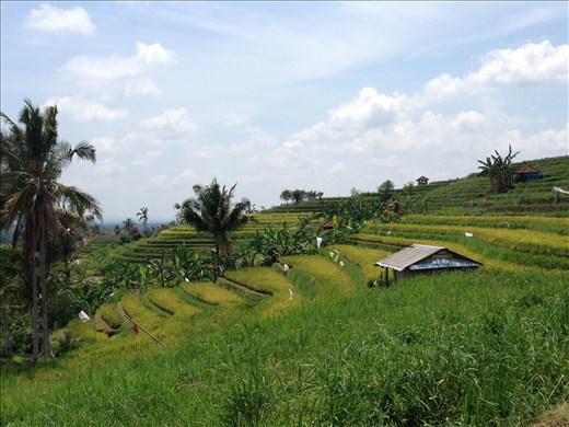 Rice terraces on the way to the Bali Silent Retreat