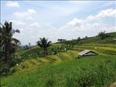 Rice terraces on the way to the Bali Silent Retreat: by aceite4, Views[363]