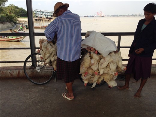 chicken lovers avert your eyes