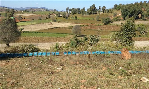 Bee boxes. Wondered why they were only one box high?