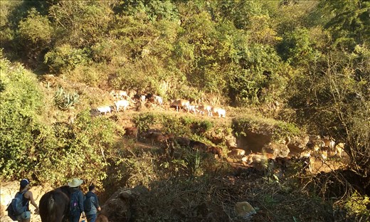 We met up with some fellow trekkers (the hoofed kind)
