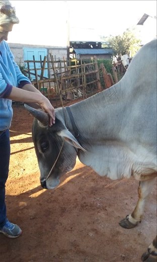 Cow enjoying a good massage