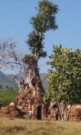 Lots of temples in Inthein had trees growing out of them. It looked cool.