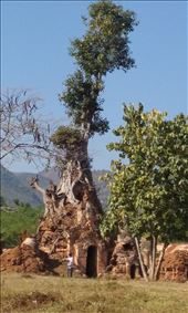 Lots of temples in Inthein had trees growing out of them. It looked cool.: by aceite4, Views[336]
