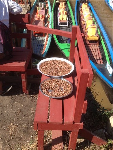 betel nuts (for a chewing high)