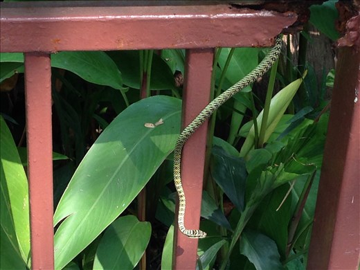 Snake on the loose at Dusit Zoo