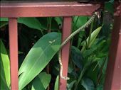 Snake on the loose at Dusit Zoo: by aceite4, Views[351]