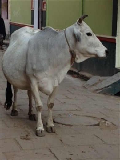 A lovey-dovey alley cow