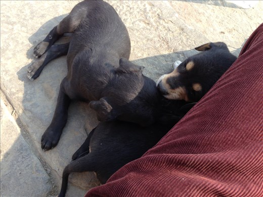 Puppies that adopted me on the ghats