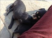 Puppies that adopted me on the ghats: by aceite4, Views[412]