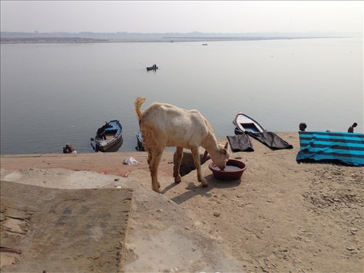 goat on the ghats