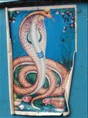 cobras are cool: by aceite4, Views[363]
