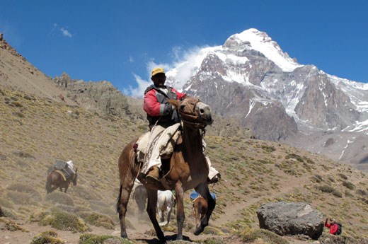An 'arriero' (muleteer or mule driver) steadies his horse