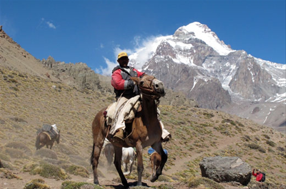 An 'arriero' (muleteer or mule driver) steadies his horse
