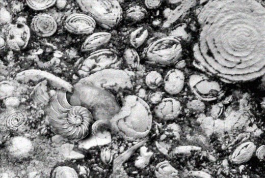 That's it. One of the fossils was an absolute projection of the golden section.