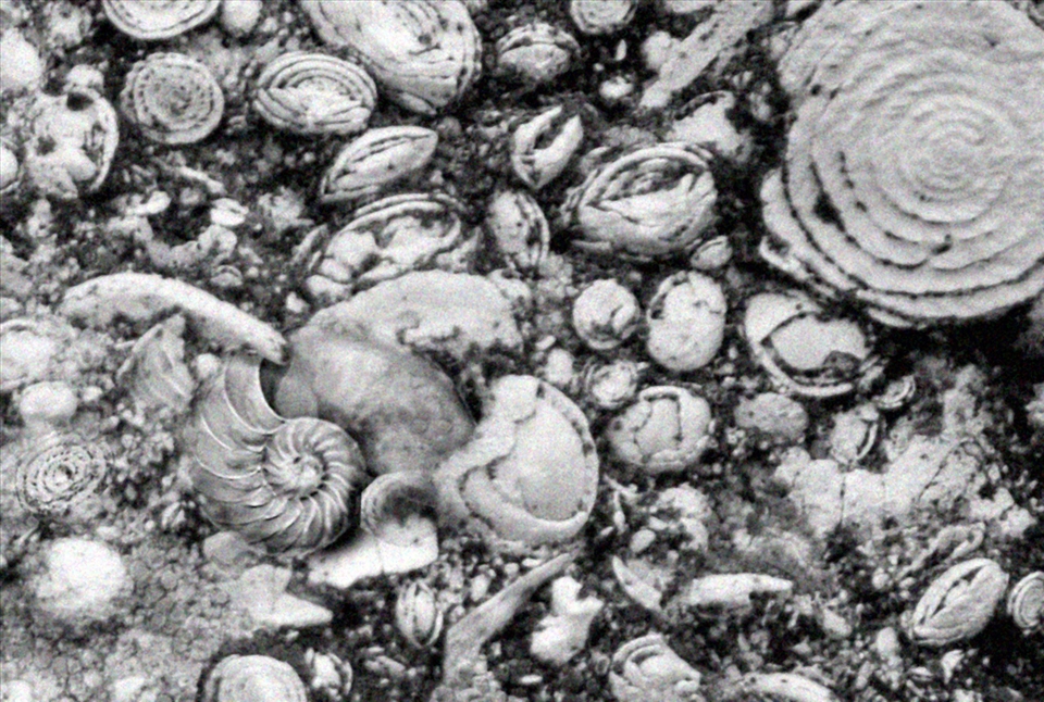 That's it. One of the fossils was an absolute projection of the golden section.