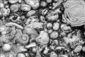 That's it. One of the fossils was an absolute projection of the golden section.: by actiongeorge, Views[356]