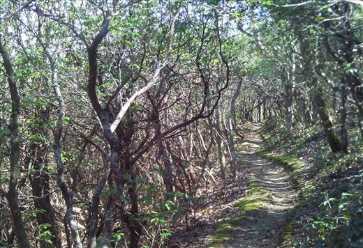 North Carolina rhododendron tunnel