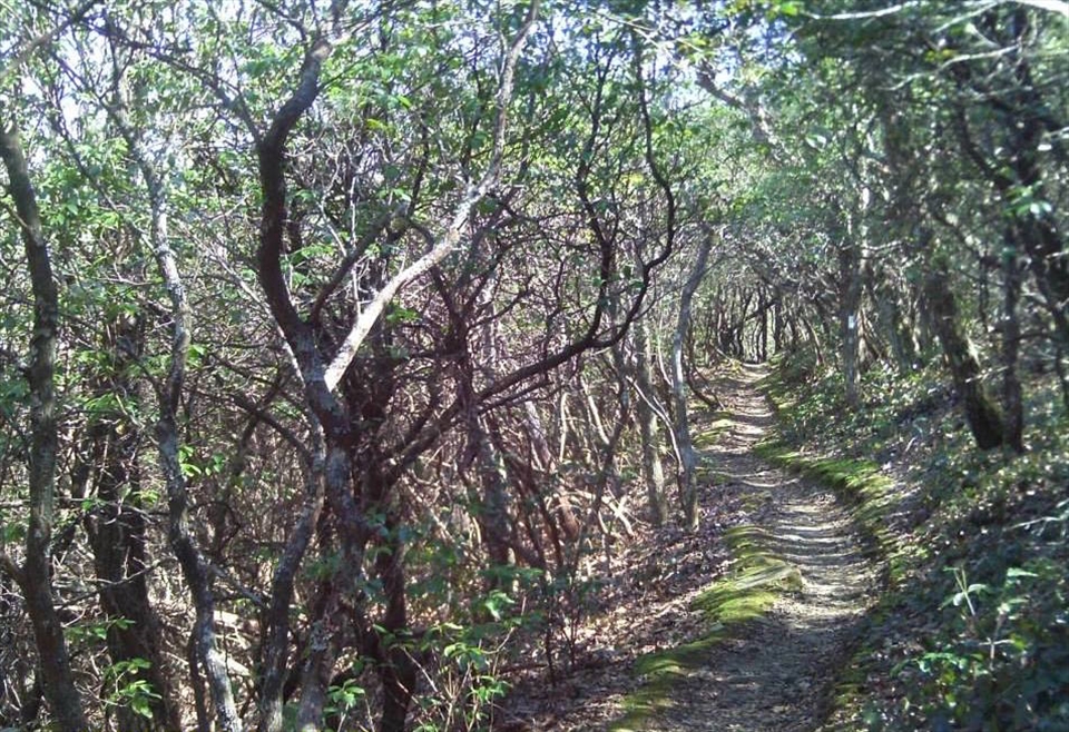 North Carolina rhododendron tunnel