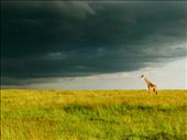 The Giraffe Awaits: by adammck, Views[287]