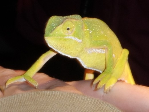 Chameleon seen on a night game drive around iSimangaliso Wetland Park