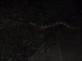 Gaboon Adder: by addison90, Views[161]