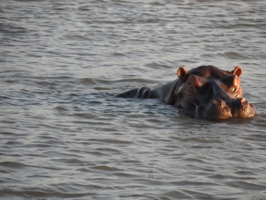 Hippo in St Lucia Estuary