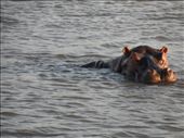 Hippo in St Lucia Estuary: by addison90, Views[275]