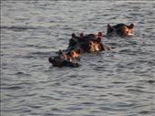 Hippos in St Lucia Estuary: by addison90, Views[222]