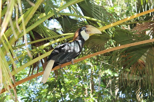 A Hornbill settling on a palm leaf, in this part of Pacific the fauna and flora 