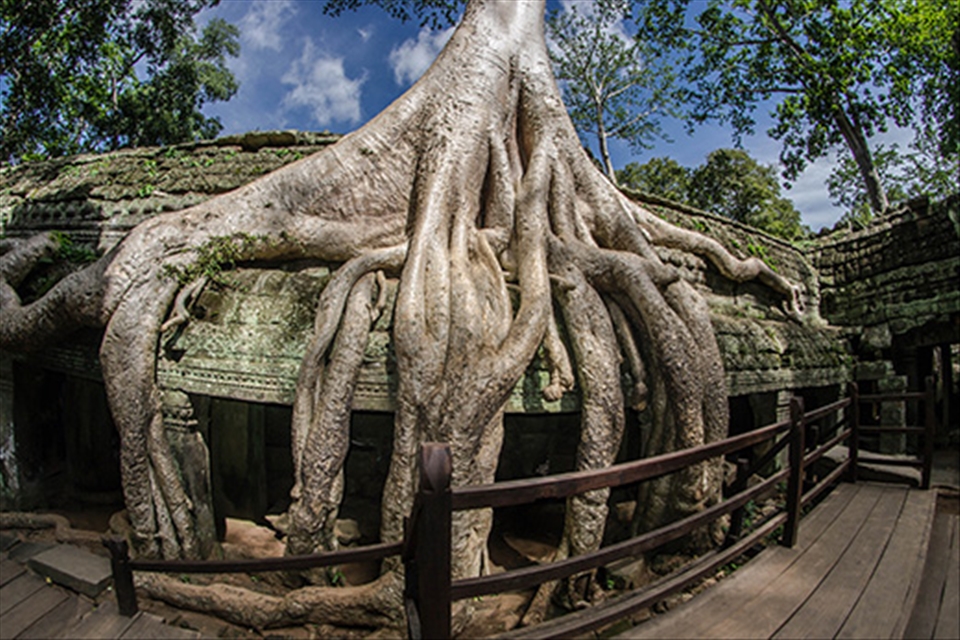 The beautiful Ta-Prohm temple where tree roots have grown over the structure.
