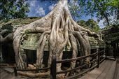 The beautiful Ta-Prohm temple where tree roots have grown over the structure.: by adivishwanathan, Views[339]