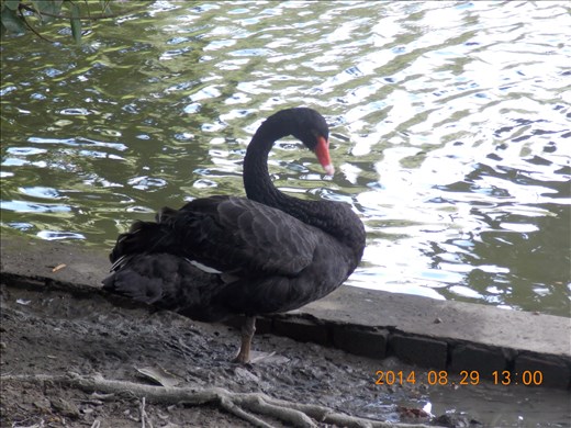 BLACK BIG DUCK