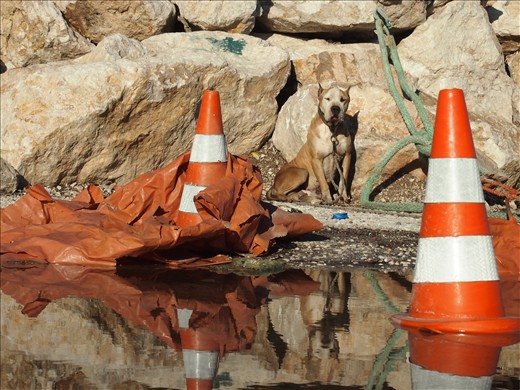 Local guard Dog maning the fishing port 