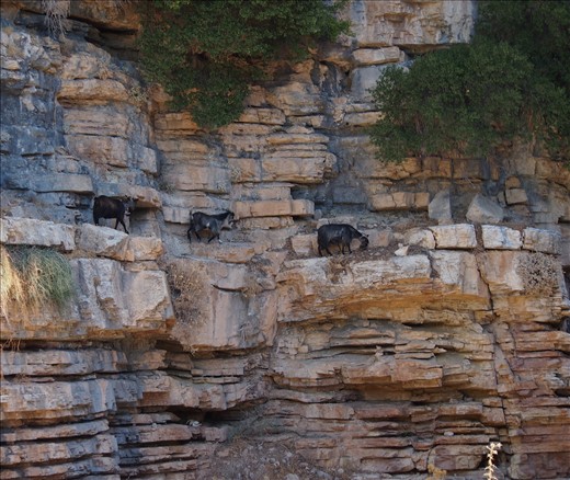 Goats on a hike to find food 