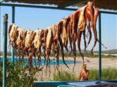 Scholarship entry_Katavia in Rhodes Island serving up Fresh Octopus caught by local fisherman.: by adora, Views[1417]