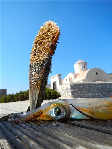 Scholarship entry_Sea life is plenty 