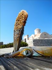 Scholarship entry_Sea life is plenty : by adora, Views[996]