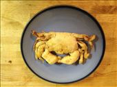 Poor tempura covered, out of season soft shell crabs.: by adoughty, Views[877]