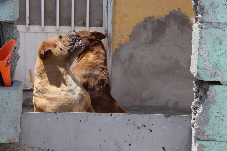 Guard dogs fight among themselves.