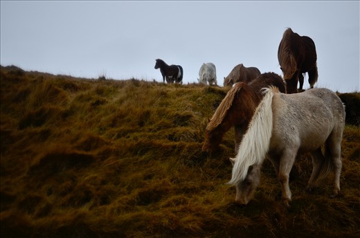 The Icelandic horse, known for it's small but sturdy stature.
