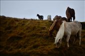 The Icelandic horse, known for it's small but sturdy stature.: by adventureiceland, Views[346]