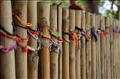 Visitors to the Killing Fields would often leave bracelets and pendants in memory of those who were lost in the genocide. This bamboo fence surrounded a mass grave of 450 people.  : by adventurelens, Views[252]