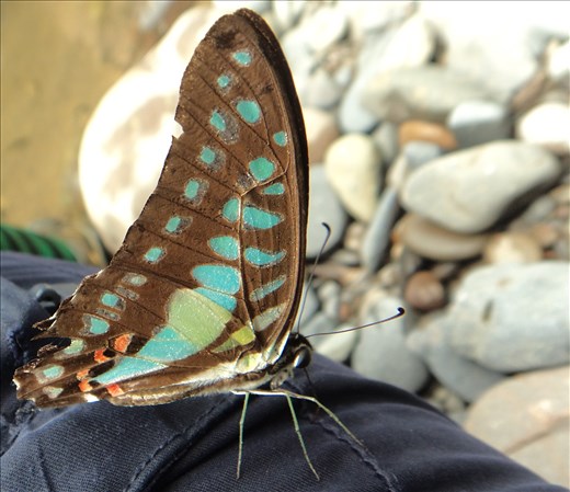 Butterfly.  Tangkahan.  Sumatra.  Indonesia.