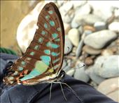 Butterfly.  Tangkahan.  Sumatra.  Indonesia.: by adventurers, Views[338]