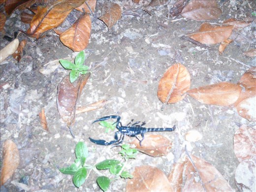 scorpion