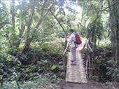 Dave on scary bridge in Monkey Forest, Ubud: by adventurers, Views[546]