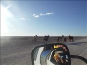 Cattle wander freely, unfenced.: by adventurers, Views[320]