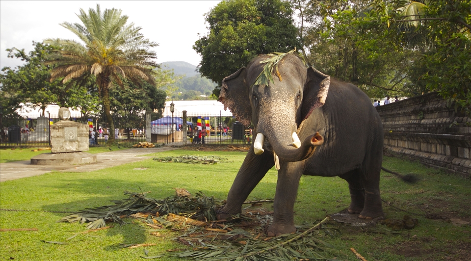 Elephant eating palm fronds on the grounds of The Temple of the Scared Tooth Rel